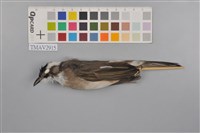 藏品(白頭翁)的圖片